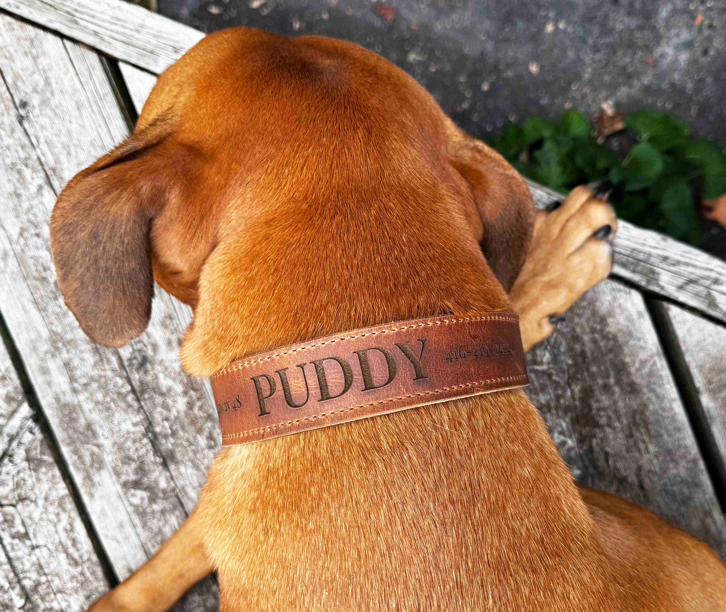 Leather Dog Collars