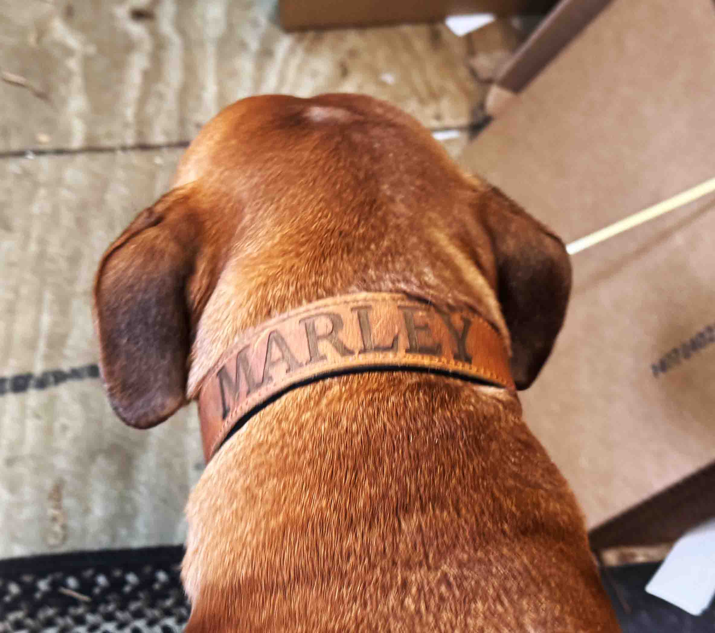 Leather Dog Collars